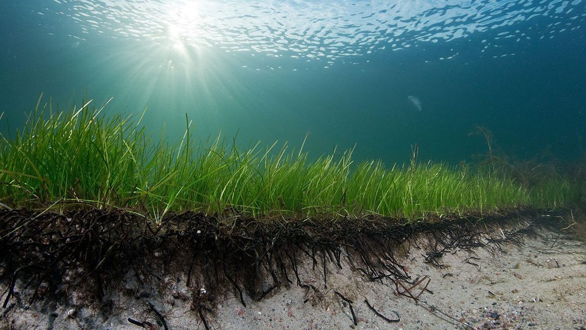 Découverte d'une plante marine de 1 400 ans dans la mer Baltique : c'est la plus ancienne connue 2 Fanérogame marine dans le Bar Baltique. Crédit : Pekka Tuuri