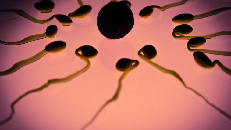 Effondrement des spermatozoïdes et risque d'infertilité mondiale en 2060: nouvelle étude 1 Immagine
