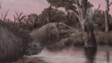 En Australie vivait une "oie géante" de 2 mètres et 230 kg : découverte du crâne dans un lac salé 17 Crédit: Jacob C. Blokland