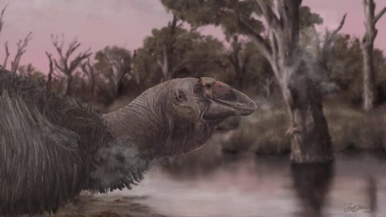En Australie vivait une "oie géante" de 2 mètres et 230 kg : découverte du crâne dans un lac salé 1 Crédit: Jacob C. Blokland