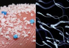 Illustration de sperme humain contaminé par des microplastiques