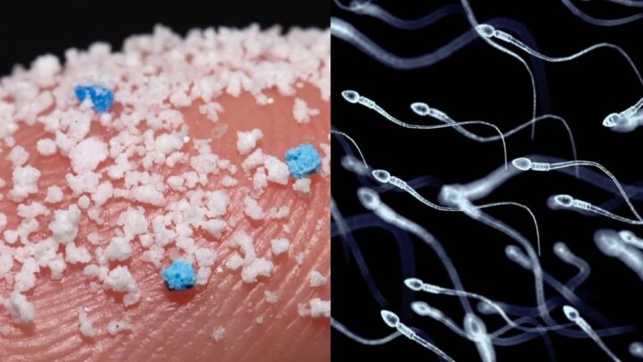 Expérience révèle des microplastiques dans les échantillons de sperme humain testés 2 Illustration de sperme humain contaminé par des microplastiques