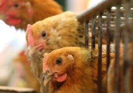 Grippe aviaire