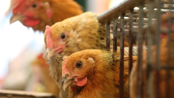 Grippe aviaire: L'OMS confirme la détection d'un cas d'infection humaine 1 Grippe aviaire