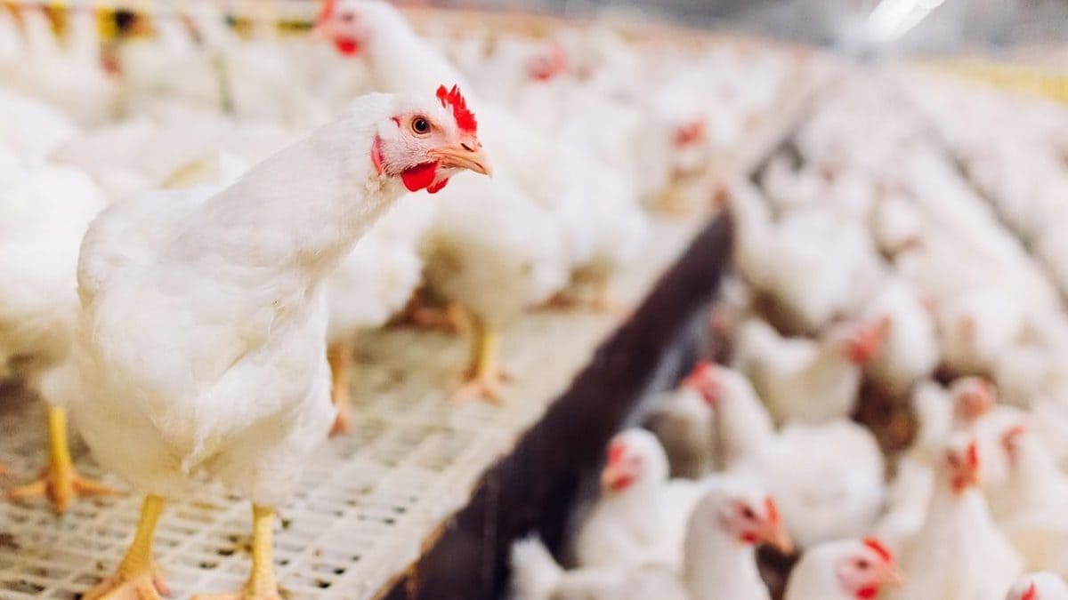 Grippe aviaire, première mort humaine au Mexique : comment le virus se transmet et quels sont les symptômes 2 Image
