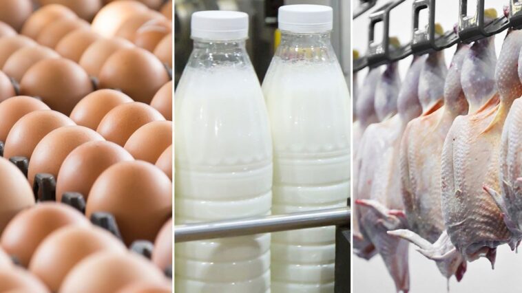 Grippe aviaire H5N1, comment elle se transmet à l'homme et est-il sûr de consommer des œufs, du lait et du poulet 1 Immagine