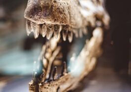 La nouvelle obsession des milliardaires sont les os de dinosaures à accrocher dans la chambre à coucher 65 Image