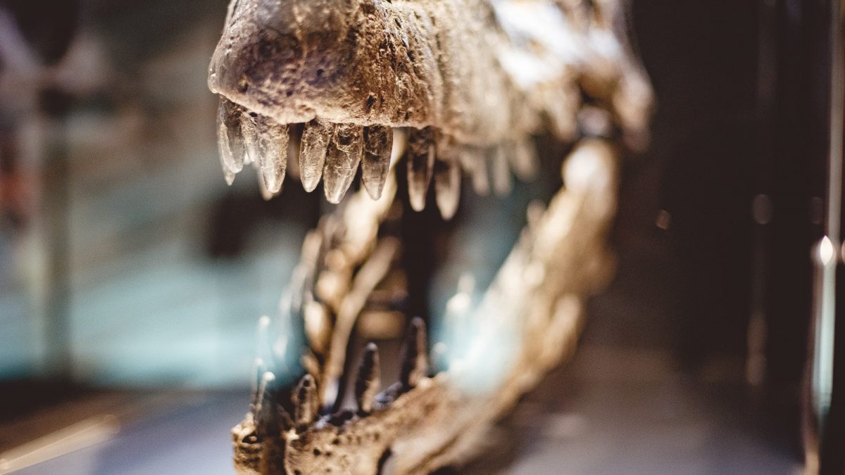 La nouvelle obsession des milliardaires sont les os de dinosaures à accrocher dans la chambre à coucher 2 Image