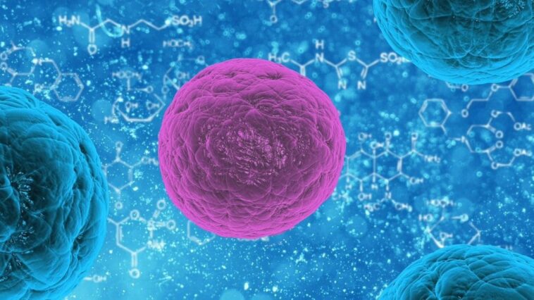 Le jeûne aide le système immunitaire à tuer les tumeurs en test de laboratoire 1 Immagine