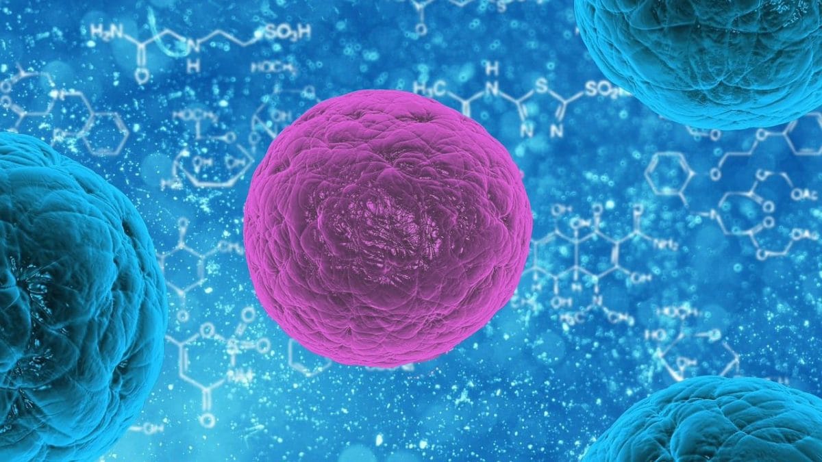 Le jeûne aide le système immunitaire à tuer les tumeurs en test de laboratoire 2 Immagine