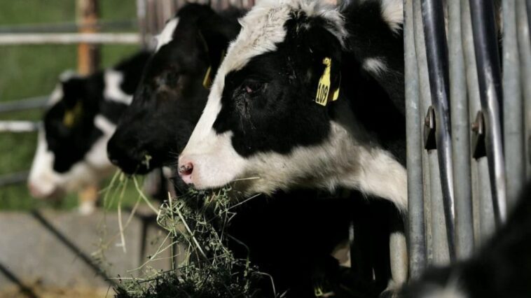 Le lait cru contaminé peut transmettre la grippe aviaire aux animaux: quels sont les risques pour l'homme 1 Immagine