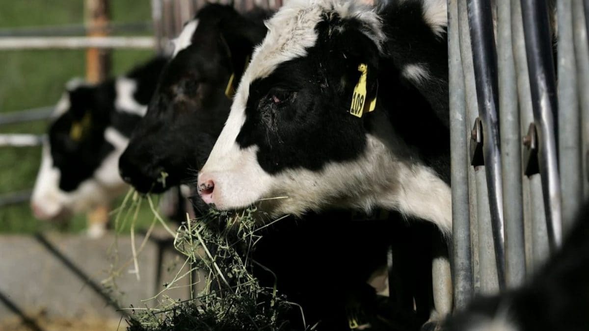 Le lait cru contaminé peut transmettre la grippe aviaire aux animaux: quels sont les risques pour l'homme 2 Immagine