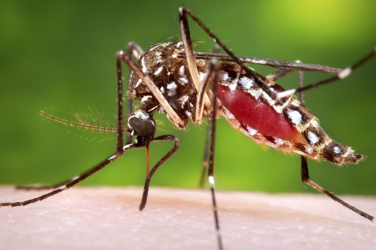 Les drones s'attaquent au problème des moustiques en Floride 2 Les drones sattaquent au probleme des moustiques en Floride