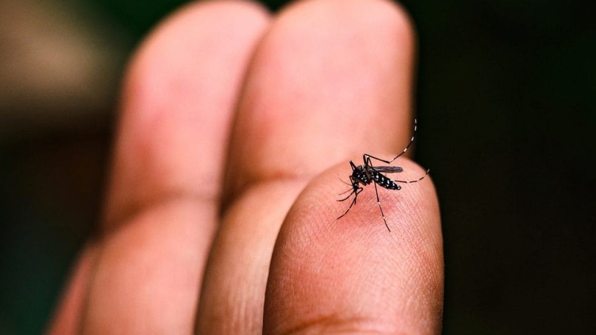Moustiques en forte augmentation en Europe, le risque de Dengue et de West Nile augmente 2 Une zanzara tigre (Aedes albopictus), vettore dei virus di Dengue e altre malattie infettive