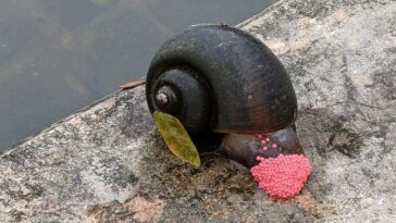 Que sont les "escargots de pomme" qui pondent des œufs roses et pourquoi sont-ils dangereux et interdits dans l'UE 25 Escargot-pomme en dépôt. Crédit: Wikipedia