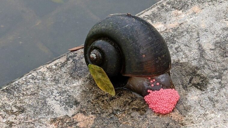 Que sont les "escargots de pomme" qui pondent des œufs roses et pourquoi sont-ils dangereux et interdits dans l'UE 1 Escargot-pomme en dépôt. Crédit: Wikipedia