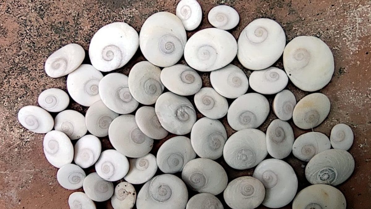 Quels sont les étranges "coquillages plats" que vous trouvez sur la plage : ils s'appellent les yeux de Sainte Lucie 2 Les yeux de Santa Lucia. Crédit: wikipedia