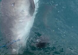 Le requin tigre et l'échidné fraîchement régurgité. Crédit : Nicolas Lubitz