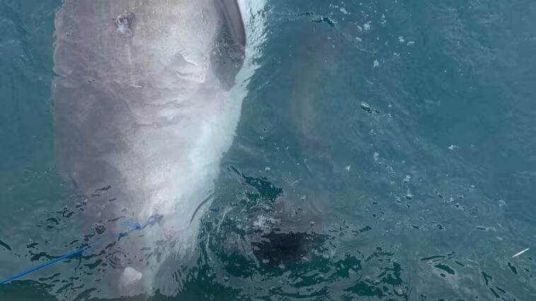 Requin tigre régurgite un échidné entier devant les scientifiques : comment est-ce possible 1 Le requin tigre et l'échidné fraîchement régurgité. Crédit : Nicolas Lubitz