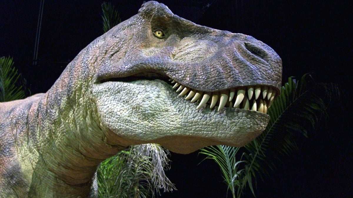 Trois enfants ont trouvé les restes d'un T-Rex : c'est l'un des spécimens les plus rares au monde 2 Image de Jim Tsorlinis