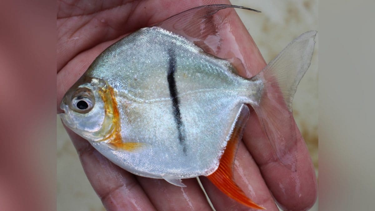 Un "piranha végétarien" découvert en Amazonie: Il a été appelé Sauron comme le méchant de Tolkien 2 Crédit: M. H. Sabaj