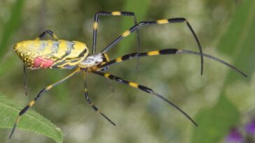 Une espèce d'araignées géantes envahit les États-Unis elles sont presque capables de voler 26 Immagine