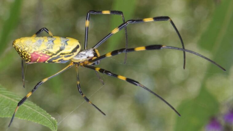 Une espèce d'araignées géantes envahit les États-Unis elles sont presque capables de voler 1 Immagine