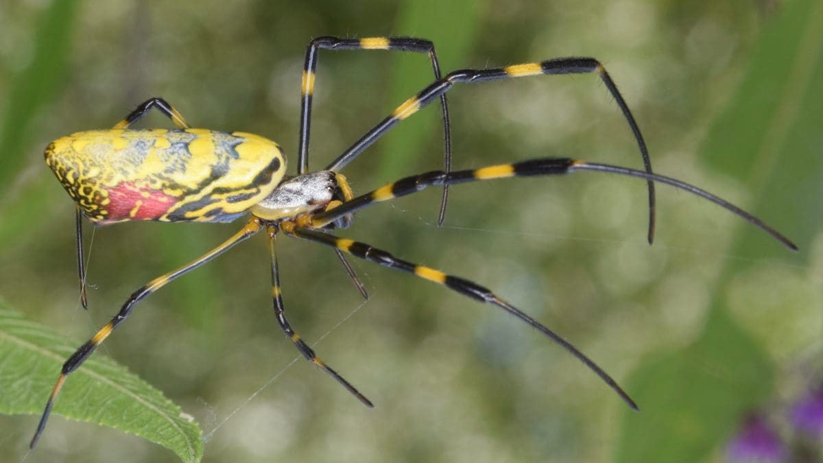 Une espèce d'araignées géantes envahit les États-Unis elles sont presque capables de voler 2 Immagine