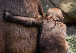 Une espèce de grande simie à peine découverte en Allemagne est la plus petite jamais vue 40 Immagine