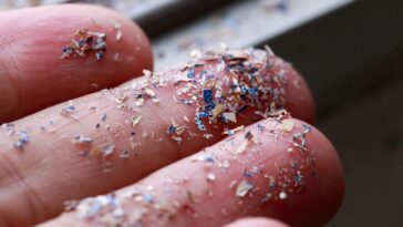 Micro Plastique