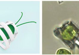Researchers repurpose algae as horses by having them pull micro-chariots