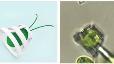 Des chercheurs transforment les algues en chevaux en leur faisant tirer des micro-chariots 14 Researchers repurpose algae as horses by having them pull micro-chariots