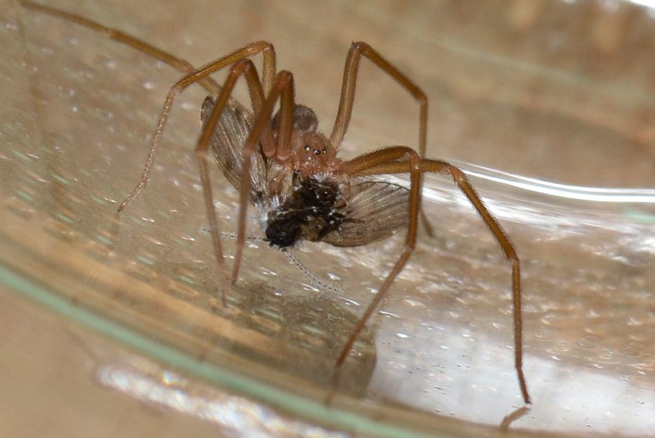 Qu'est-ce QUE l'araignée violon : couleur, dimensions, forme et autres détails pour reconnaître l'arachnide 4 Ragno violino. Credit: Marino Linić / Wikipedia