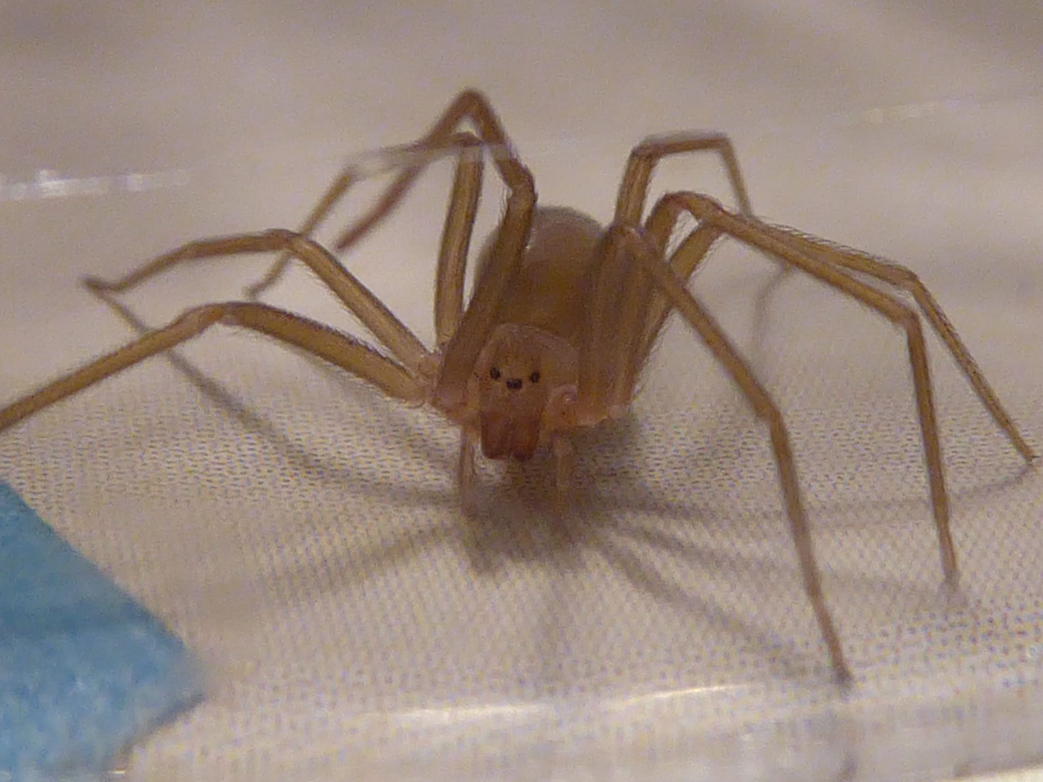 Qu'est-ce QUE l'araignée violon : couleur, dimensions, forme et autres détails pour reconnaître l'arachnide 3 Credit: Syrio / Wikipedia