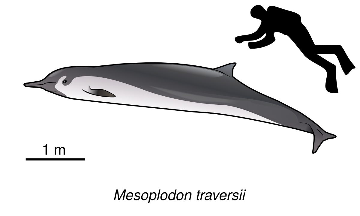 La "baleine la plus rare au monde" trouvée en Nouvelle-Zélande n'est même pas une baleine 3 Les dimensions d'un mesoplodonte de Travers adulte. Crédit : Wikipedia