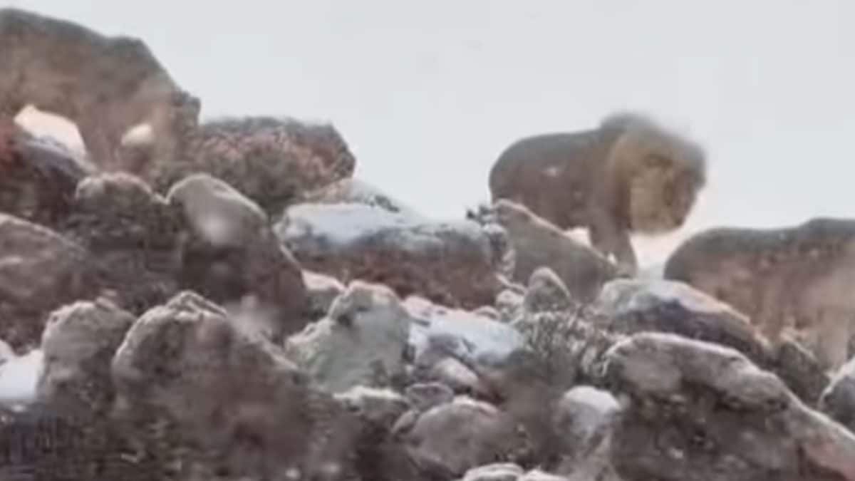 La neige offre un spectacle en Afrique du Sud: la vidéo de lions, girafes et zèbres sous les flocons 2 Image