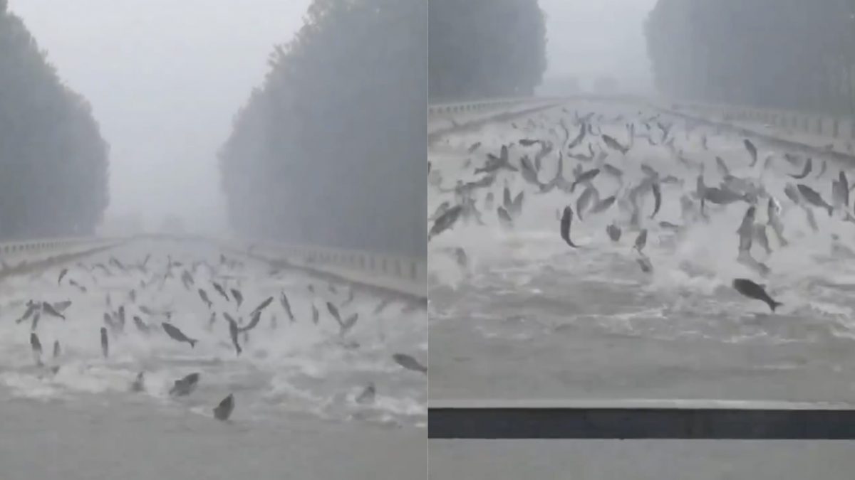 Les poissons commencent à sauter hors de la rivière pendant la pluie : la vidéo incroyable sur les réseaux sociaux 2 Image