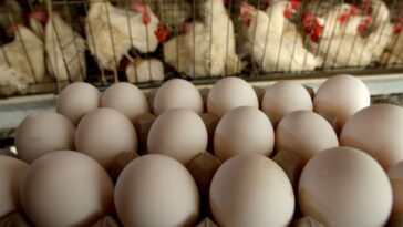 Grippe aviaire : plus de 20 millions de poules pondeuses abattues aux États-Unis, les prix des œufs s'envolent 18 Immagine