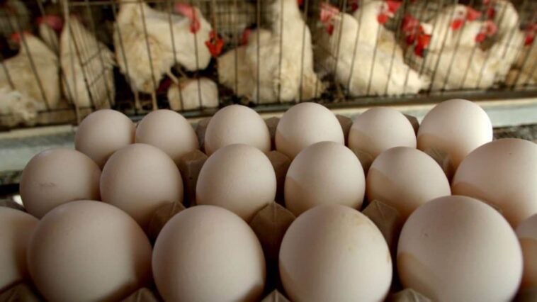 Grippe aviaire : plus de 20 millions de poules pondeuses abattues aux États-Unis, les prix des œufs s'envolent 1 Immagine