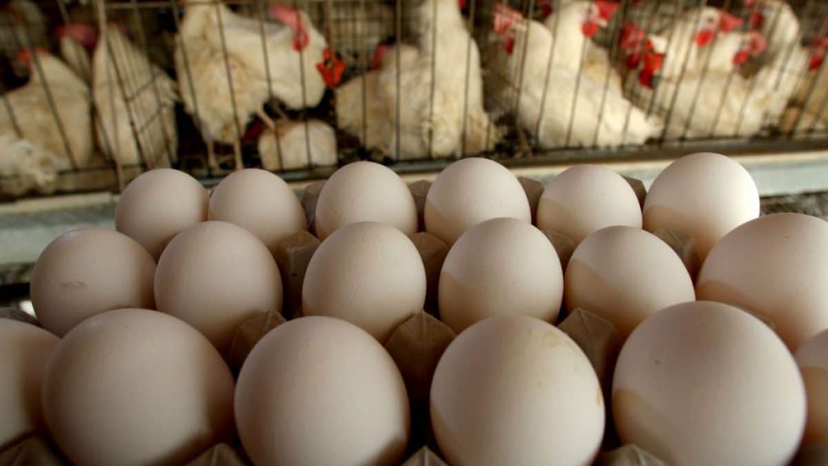 Grippe aviaire : plus de 20 millions de poules pondeuses abattues aux États-Unis, les prix des œufs s'envolent 2 Image