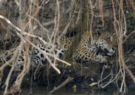 Un jaguar repose sous la végétation brûlée par les incendies de l'année dernière