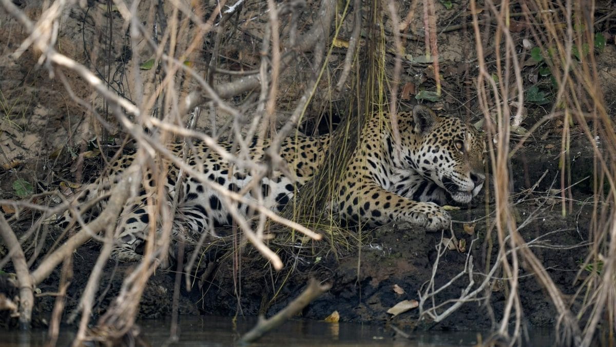 Catastrophe au Pantanal, incendies dévorent une zone comme deux Vallée d'Aoste: des millions d'animaux brûlés vifs 2 Un jaguar repose sous la végétation brûlée par les incendies de l'année dernière