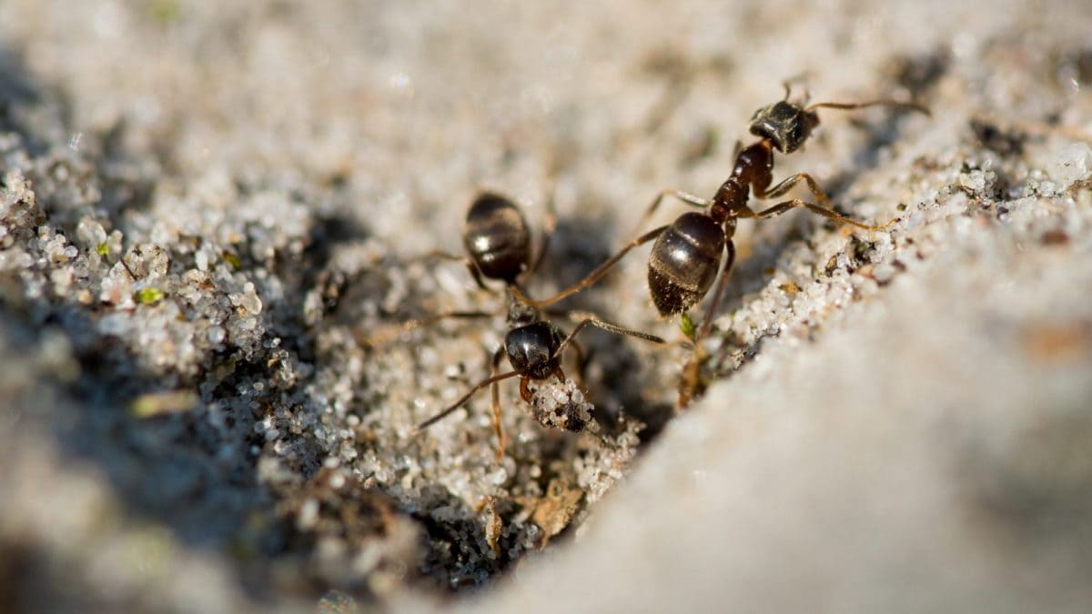 Ces fourmis ont appris à se soigner d'une manière brutale: ce qu'elles font aux compagnes de nid blessées 2 Image