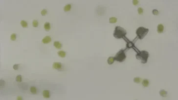Ces véhicules minuscules sont conduits par quelque chose que vous n'imagineriez jamais 6 Image de petits véhicules, les microrobots, naviguant à l'intérieur des veines