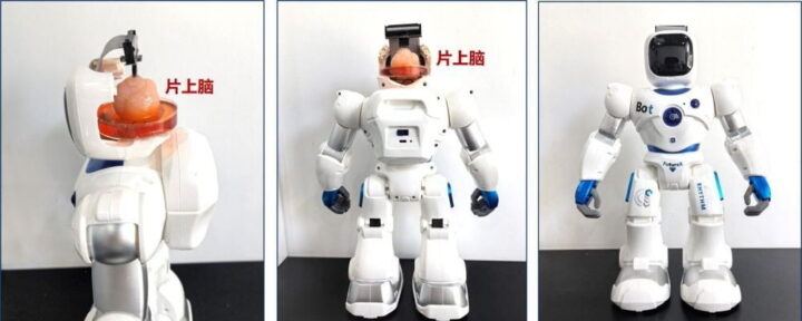 La Chine a un robot à contrôler par des cellules cérébrales humaines 3 La Chine a un robot a controler par des cellules