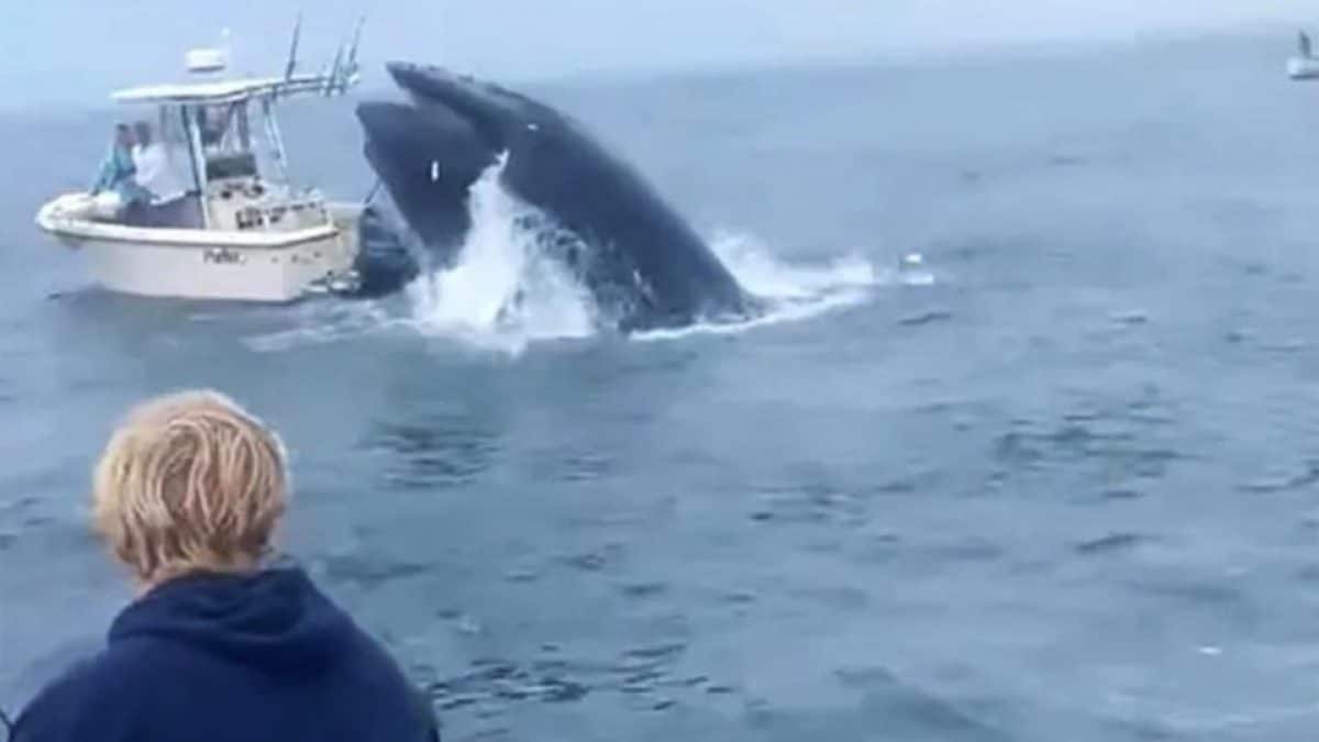 La baleine émerge de l'eau et détruit un bateau : la vidéo est virale mais l'explication est simple 2 Image