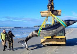 Le cétacé échoué en Nouvelle-Zélande. Crédit : Département de la Conservation (DOC)