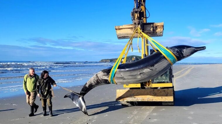 La "baleine la plus rare au monde" trouvée en Nouvelle-Zélande n'est même pas une baleine 1 Le cétacé échoué en Nouvelle-Zélande. Crédit : Département de la Conservation (DOC)