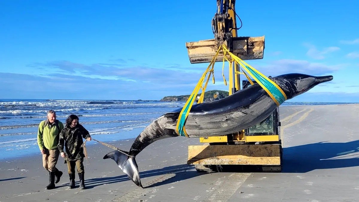 La "baleine la plus rare au monde" trouvée en Nouvelle-Zélande n'est même pas une baleine 2 Le cétacé échoué en Nouvelle-Zélande. Crédit : Département de la Conservation (DOC)