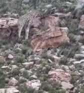 La neve regala spettacolo in Sudafrica: il video di leoni, giraffe e zebre sotto i fiocchi